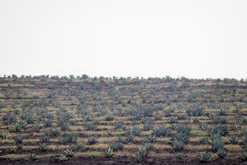 Poster - plata de agave maximiliana para hacer raicilla, en mixtlan, jalisco, mexico