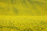Fototapeta Fototapety z widokami - Pejzaż z kwiatami żółtego rzepaku z zielonych pól w oddali. 