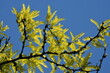 gladiczja, liście zielono- żółte