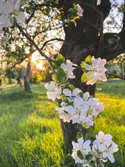 Wall Mural - Beautiful apple blossoms in sunset light in orchard. Hello spring. Blooming apple tree branches in evening garden. Vertical phone photo
