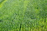 Fototapeta Do pokoju - Field with corn planted in rows. Top view of green leafy plants.