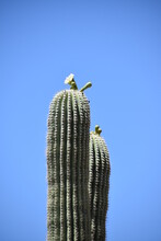Blooming Saguaro Cactus In The Sonoran Desert