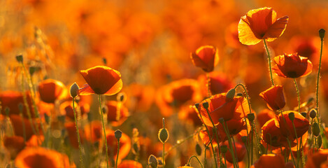Wall Mural - detailed, high resolution panorama of flowering red poppies