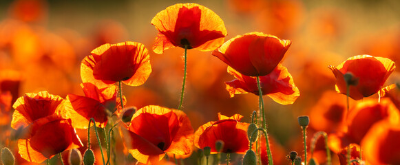 Wall Mural - detailed, high resolution panorama of flowering red poppies