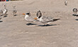 side view, close distance of two royal terns squabbling on a sandy, tropical, beach