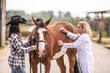 © weyo - Vet checking the horse's health during a visit on a farm