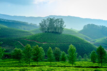 Tea Plantations In Munnar, Kerala, India