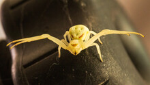 Flower Crab Spider (Misumena Vatia)