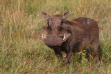 Fototapeta Sawanna - Warzenschwein / Warthog / Phacochoerus africanus..