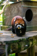 Red Panda Eating A Snack