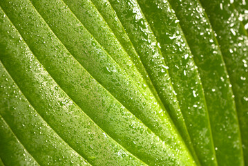 Wall Mural - macro close-up of green leaves with water droplets and clear texture and details.