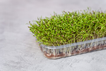 Growing sprouts. Organic raw green food. Sprouting seeds of a plant. Microgreens in container. Sprouting microgreens. Seed germination at home. Vegan and healthy eating concept. Seed packaging.