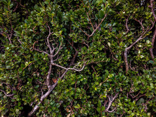 Green natural background of small leaves