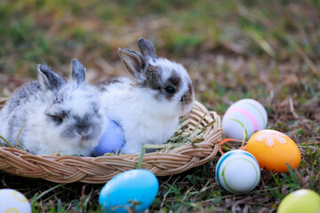 Wall Mural - Lovely bunny fluffy baby rabbits with a basket full of colorful easter eggs in the garden. Easter Bunny on a egg hunt. Easter day symbol.