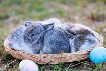 Wall Mural - Lovely bunny fluffy baby rabbits with a basket full of colorful easter eggs in the garden. Easter Bunny on a egg hunt. Easter day symbol.