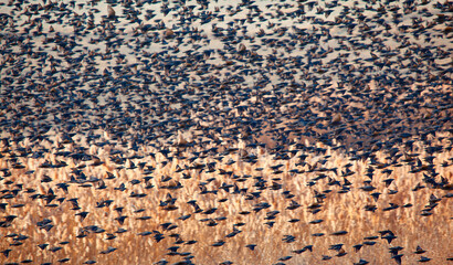 Poster - Beautiful large flock of starlings - The natural phenomenon 
