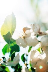 Wall Mural - apple blossom over sunny sky