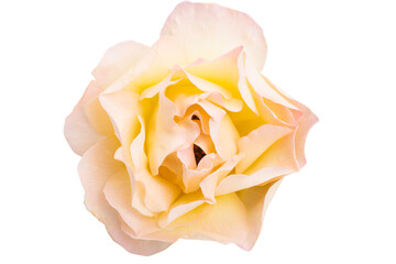 Sticker - beautiful rose isolated