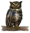Watercolor drawing of an angry owl, isolated on a white background.
