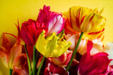 Fototapeta Tulipany - nice spring flowers - colorful tulips