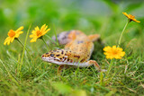 Fototapeta Zwierzęta - leopard geco, gecko on the grass, 