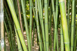 Giant timber bamboo