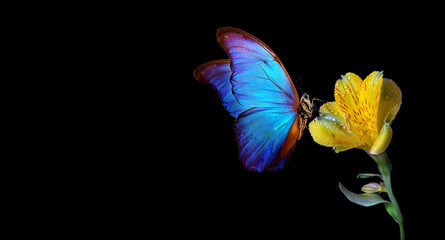 Aufkleber - bright blue tropical morpho butterfly on yellow freesia flower in dew drops isolated on black. copy space