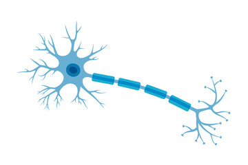 Human neuron structure. Brain neuron cell illustration. Synapses, myelin sheat, cell body, nucleus, axon and dendrites scheme. Neurology illustration