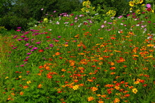 Multicolored Bright Flowers Grow In The Kitchen Garden.