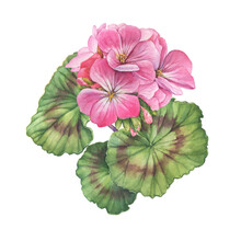 Pink Flower Of Garden Plant Geranium (also Known As Storksbill, Cranesbill). Watercolor Hand Drawn Painting Illustration Isolated On A White Background.