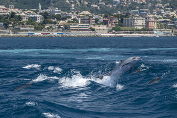tursiop bottlenose dolphin jumping in mediterranean