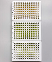 Wall Mural - Three white 96-well plates used in biomedical research to conduct multiple independent assays or test in parallel. White plates allow for better collection of luminescent signal.