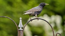 Starling Perched In A Garden