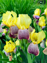 Close Up View Of Group Yellow And Purple Bearded Iris Flowers During Blooming On A Green Background In City Park.