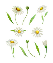 Set Of Chamomile Flowers, Buds, Leaves. Watercolor Clip Art,  Illustrations Isolated On White. 