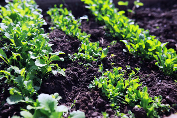 Wall Mural - Young sprouts of seedlings in the vegetable garden. Greenery in a greenhouse. Fresh herbs in the spring on the beds.