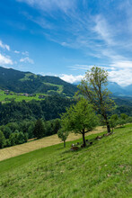 Verschieden Farbige Ziegen Im Schatten Von Bäumen Auf Der Steilen Alpwiese Bei Viktorsberg, Vorarlberg, Austria