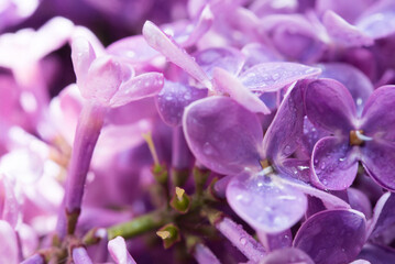 Sticker - Macro image of spring soft violet lilac flowers, natural seasonal floral background.	