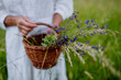 Close-up of senior woman wih basket in meadow in summer collecting herbs and flowers, natural medicine concept.