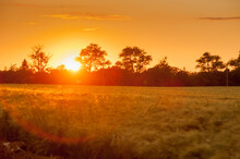 Beautiful Landscape Of Cereal Field, Silhouettes Of Trees In The Light And Sunset