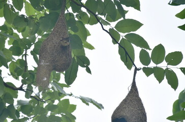 weaver or rice bird nest on big tree in garden