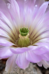 Poster - Purple flower on a cactus in detail.