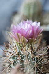 Canvas Print - Purple flower on a cactus in detail.