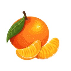 Wall Mural - Whole tangerine with leaf and mandarin slices. Citrus fruit vector illustration.