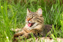 Cat Languishes In The Heat Lying On The Ground With Its Tongue Out. Tabby Domestic Cat On A Walk Outdoors. The Cat Is Sitting In Green Grass With Open Mouth. Walk With A Pet Cat Summer Heat. 4K Video