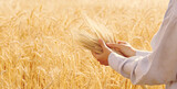 Fototapeta Kawa jest smaczna - Female farmer in a process quality control on a wheat field, checking the spikelets. Cropped shot of a woman's hand touching the wheat ears. Close up, copy space for text, background.