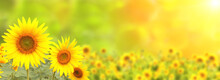 Sunflower On Blurred Sunny Nature Background. Horizontal Agriculture Summer Banner With Sunflowers Field