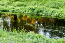 Picturesque Fast River. Summer Nature. Green Violent Vegetation On River Bank.