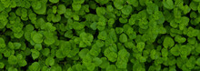 Light Green Leaves Background