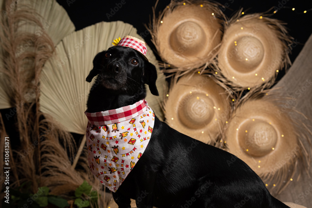 cachorro-fantasiado-para-festa-junina-caipira-stock-photo-adobe-stock